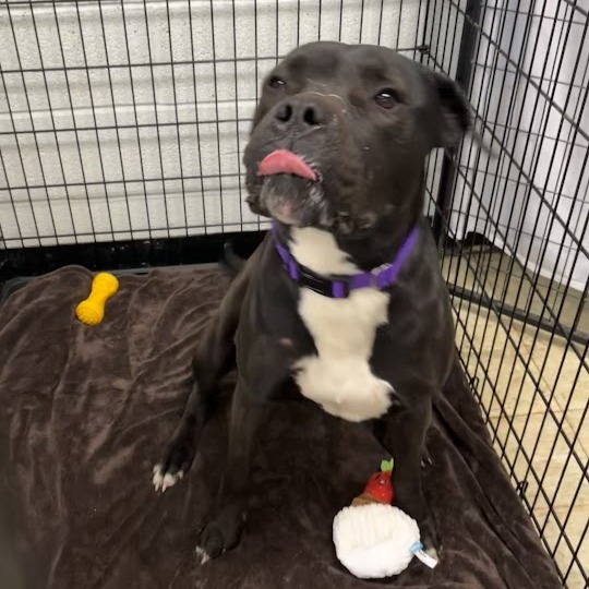 Baker ($0 June Adoption Promo)