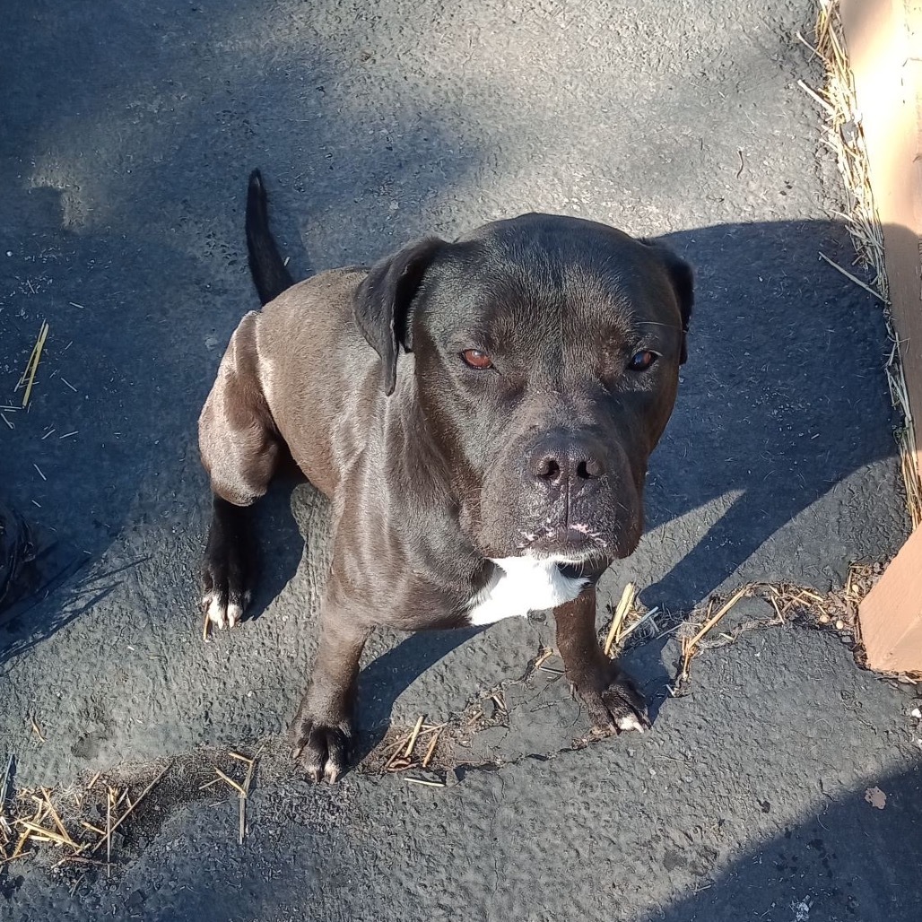 Baker ($0 June Adoption Promo)