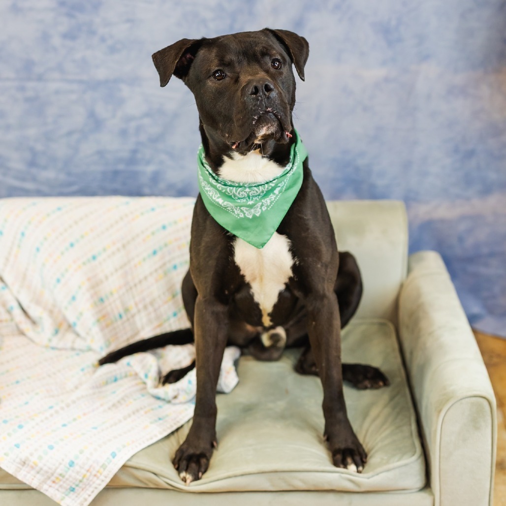 Baker ($0 June Adoption Promo)