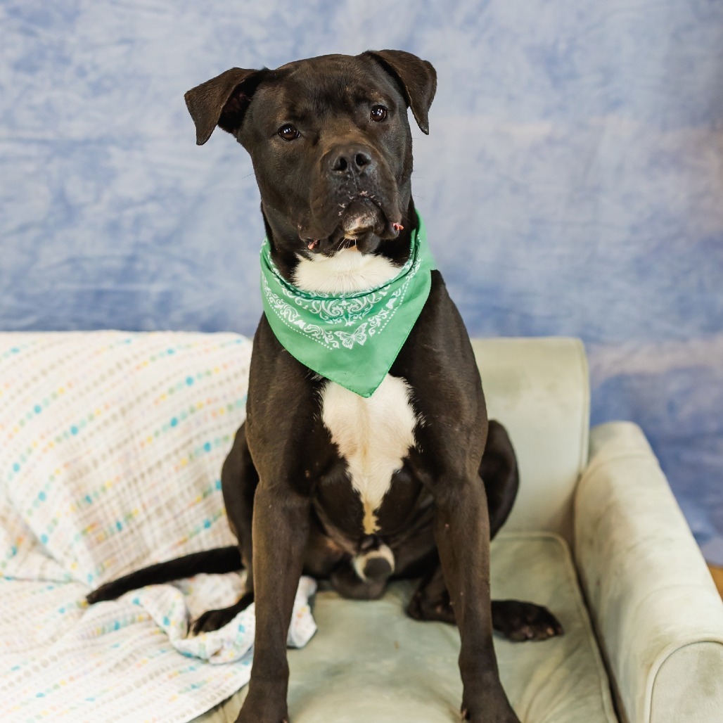 Baker ($0 June Adoption Promo)