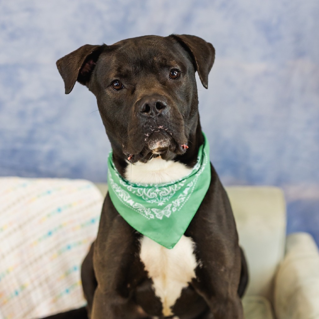 Baker ($0 June Adoption Promo)