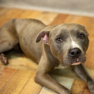 Tupac, Adult Male Pit Bull Terrier