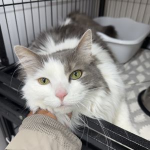 Bellatrix, Senior Female Domestic Long Hair