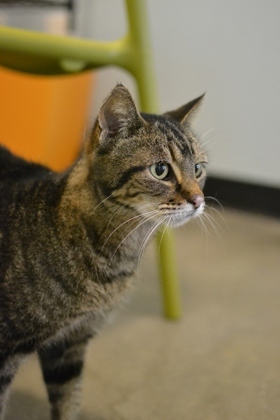 Hello Im Blossom My days are filled with chasing laser pointers swatting at jingling toys and c
