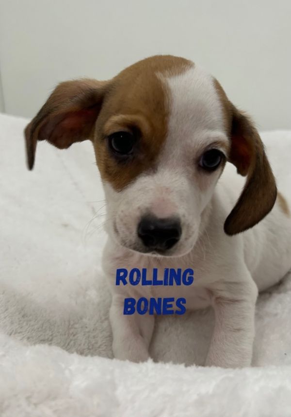Rolling Bones photo 1