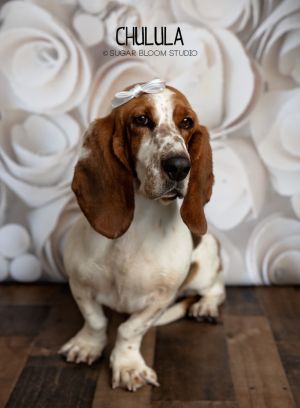 Chulula, Adult Female Basset Hound
