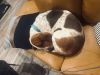 Chulula photo 5