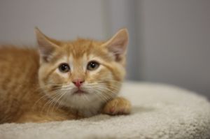 Chester, Baby Male Domestic Short Hair
