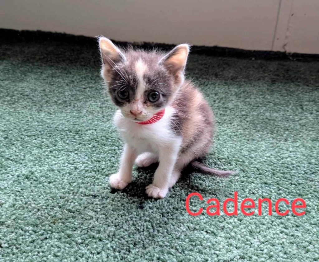 Cadence
