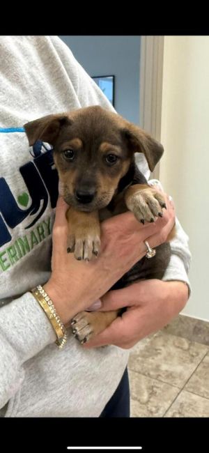 Kiwi, Baby Female German Shepherd Dog