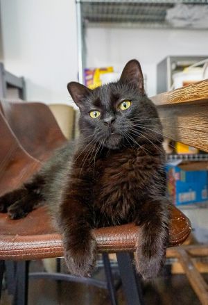 Meet Luna  a 3-year-old 10-pound female cat from New York Luna is a serene window-loving beauty 