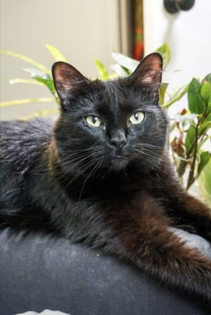 IN FOSTER SINCE APRIL 2025 Meet Luna  a 3-year-old 10-pound female cat from New York Luna is a