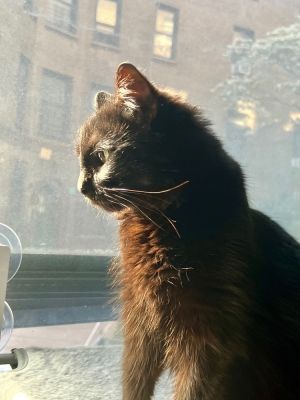 IN FOSTER SINCE APRIL 2025 Meet Luna  a 3-year-old 10-pound female cat from New York Luna is a