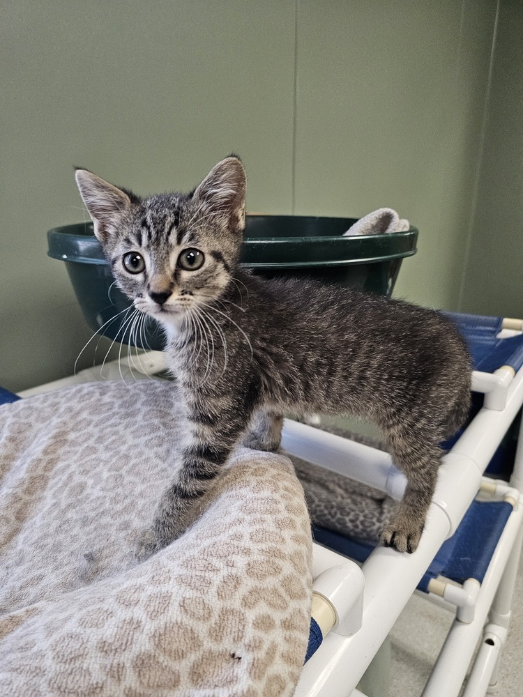 Gouda, an adoptable Domestic Short Hair in Houghton, MI, 49931 | Photo Image 1