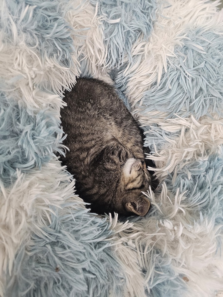Gouda, an adoptable Domestic Short Hair in Houghton, MI, 49931 | Photo Image 2