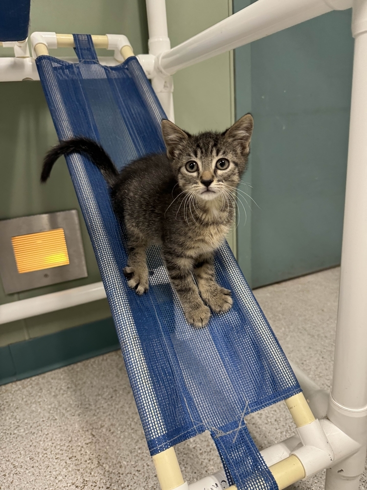 Gouda, an adoptable Domestic Short Hair in Houghton, MI, 49931 | Photo Image 3