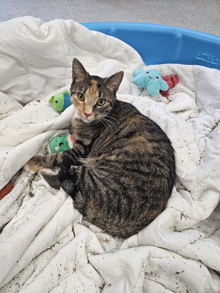 Carpet, an adoptable Domestic Short Hair in Houghton, MI, 49931 | Photo Image 1