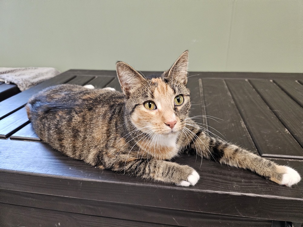 Carpet, an adoptable Domestic Short Hair in Houghton, MI, 49931 | Photo Image 2