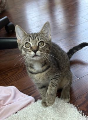 Charlotte, Baby Female Domestic Short Hair