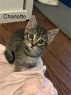 Charlotte photo 3