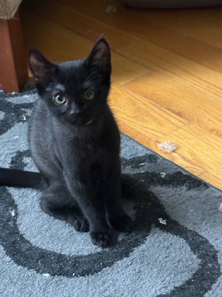 Bitsy