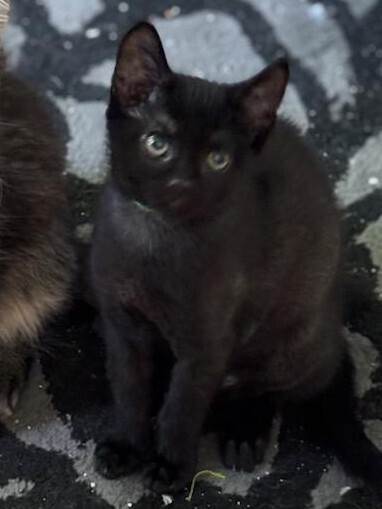 Bitsy