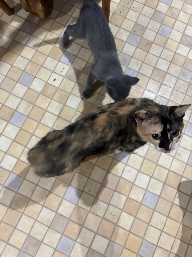 Chiffon