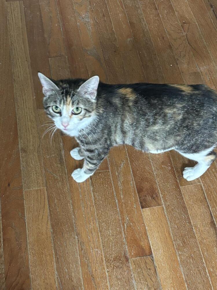 Arya