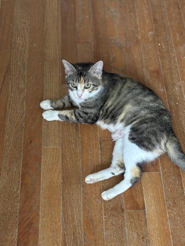 Arya