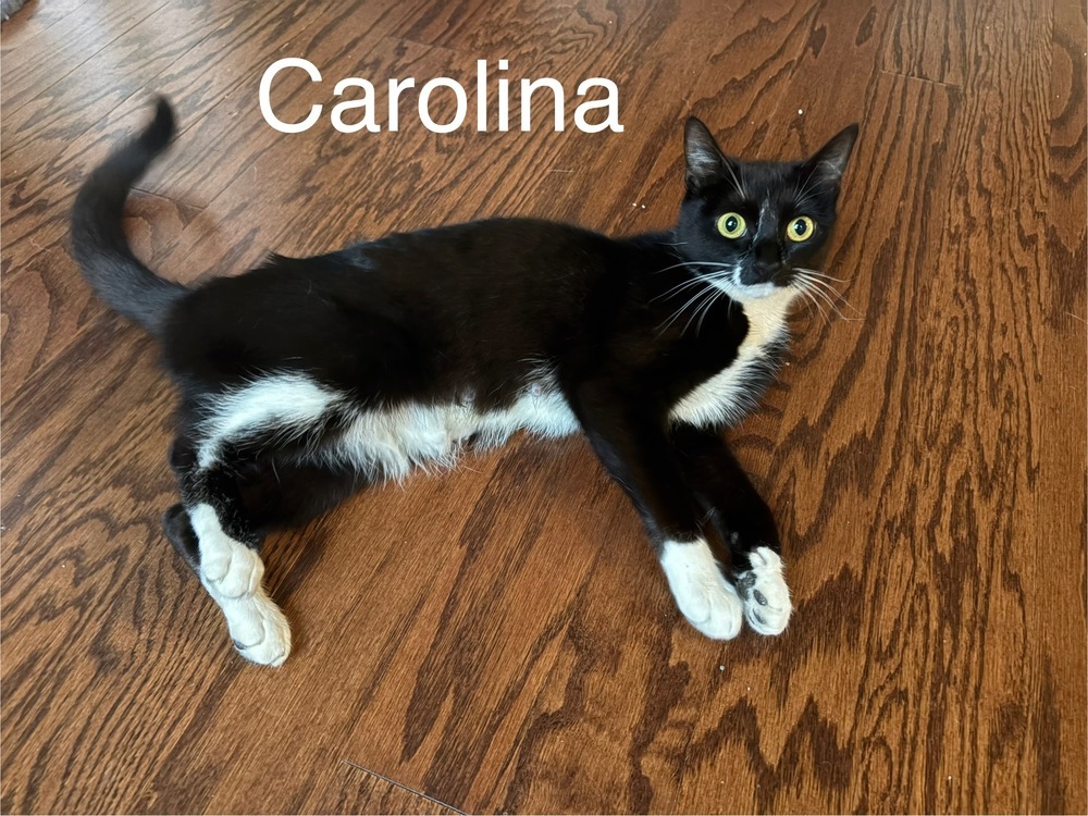 Carolina