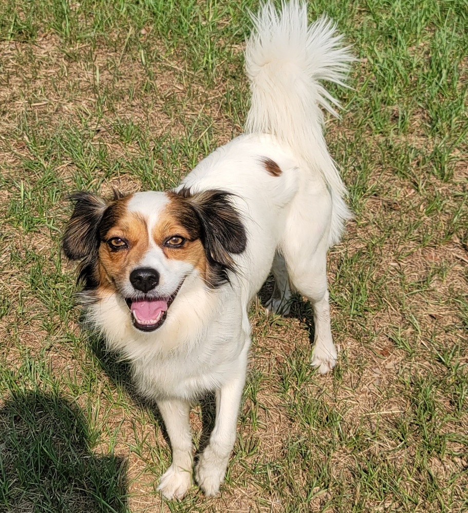 Buddy, an adoptable Terrier, Papillon in Bonifay, FL, 32425 | Photo Image 1