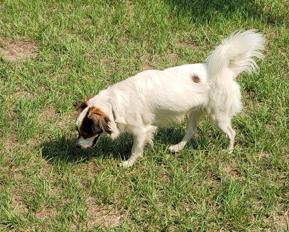 Buddy, an adoptable Terrier, Papillon in Bonifay, FL, 32425 | Photo Image 2
