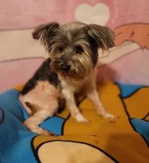 Koda, Senior Male Shih Tzu