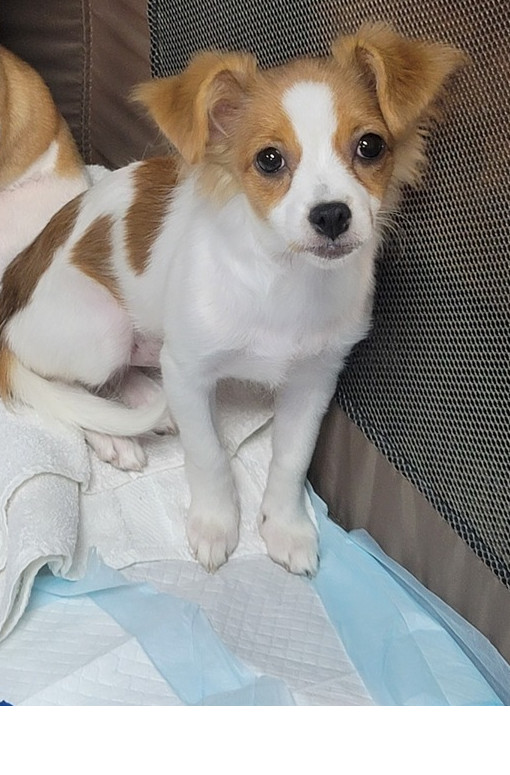 Maggie