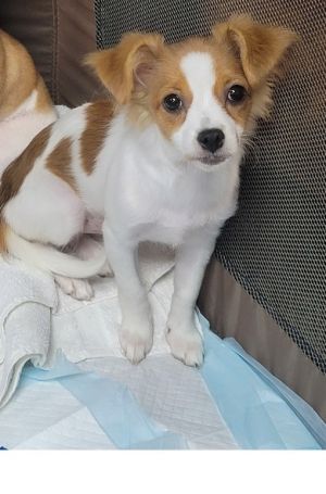 Maggie, Baby Female Chihuahua