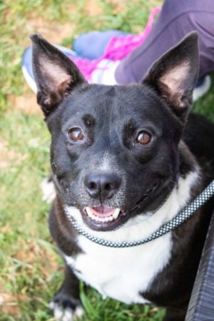 Henry is a delightful black pup with a wiggly demeanor expressive face and great ears Hes nicely