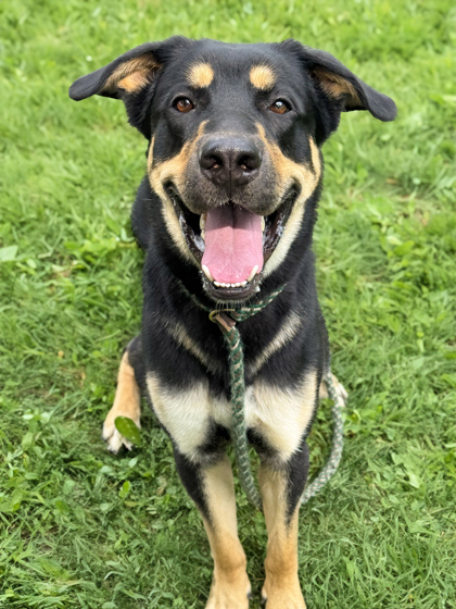 Loki