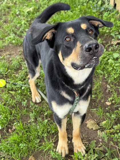 Loki
