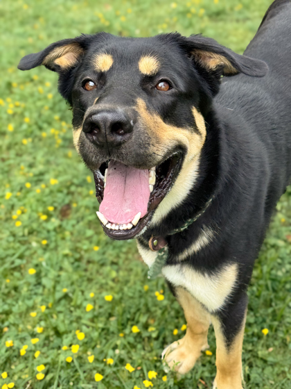 Loki