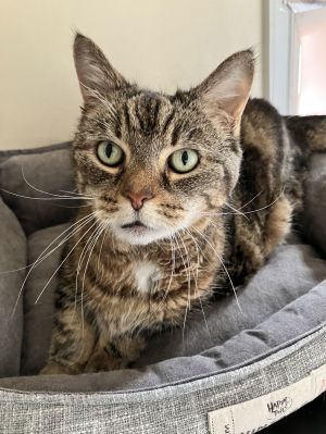 Willow, Adult Female unknown