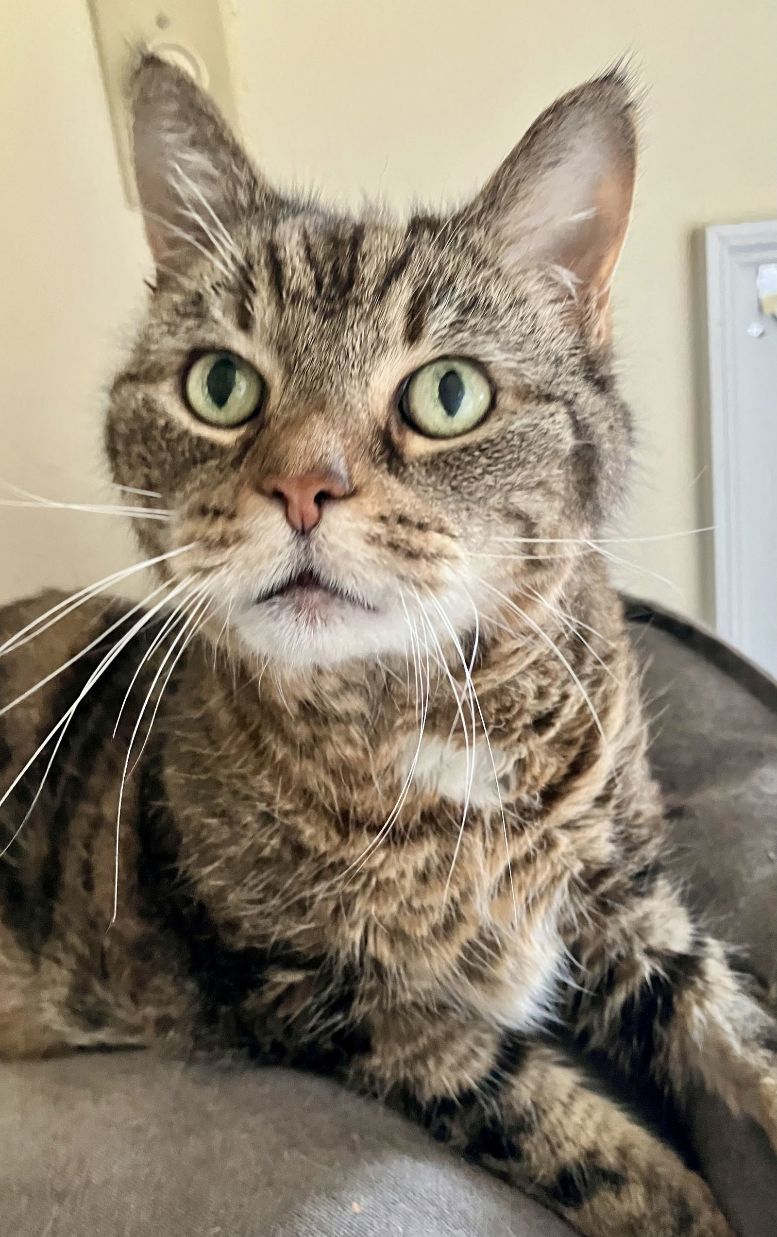 Willow