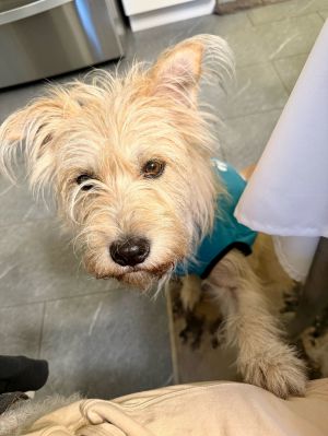 Hello my name is Dorothy Darling Im a 3 year old 30ish pound terrier mix Im an adorable scruf
