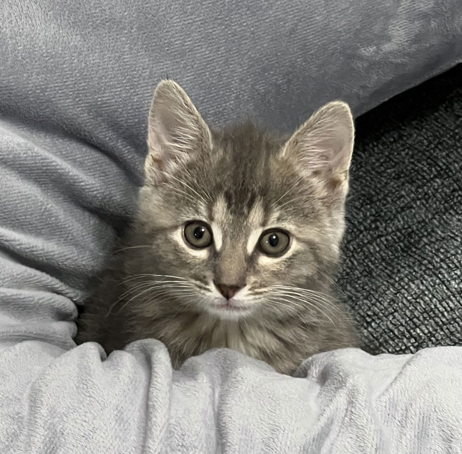 Pippa