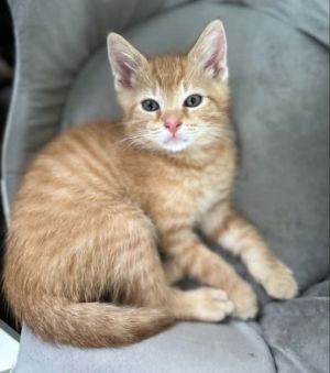 Walker is a handsome orange tabby who loves to snuggle Hell purr loudly the instant you touch him