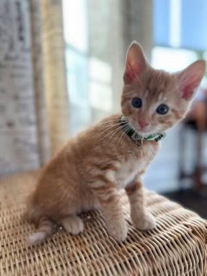 Booker is the sweetest boy He loves to curl up in your lap and purr away He enjoys chasing toys
