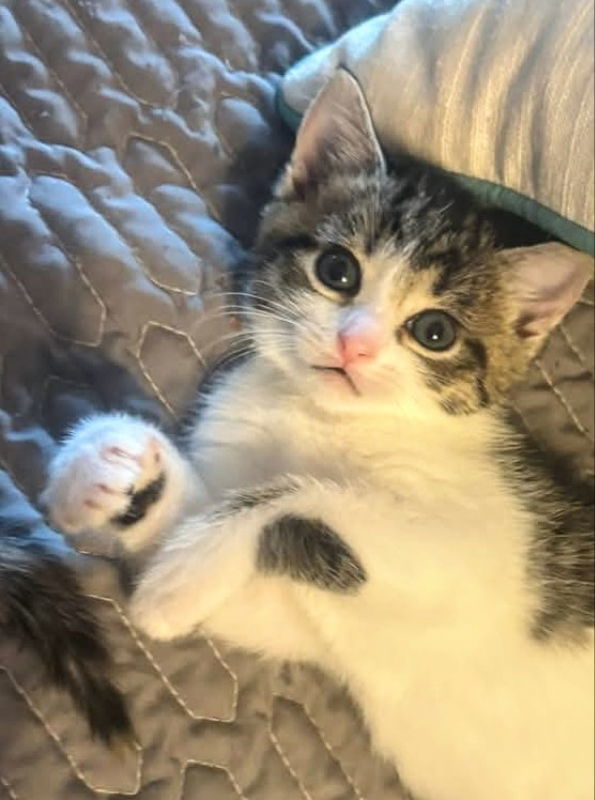 Pawla