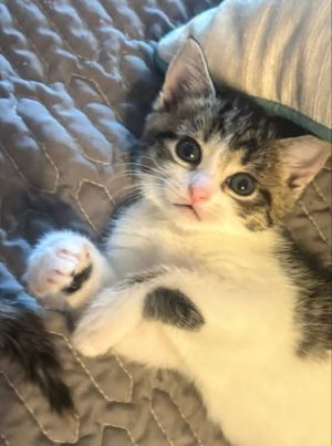 Pawla will melt your heart when she bumps noses for kisses She is affectionate and loves her little