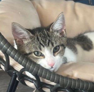 Pawla will melt your heart when she bumps noses for kisses She is affectionate and loves her little