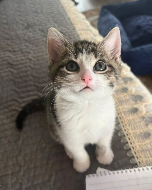 Pawla