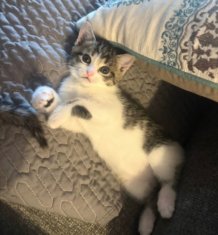 Pawla